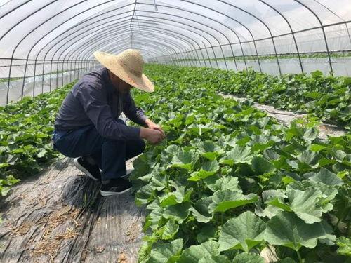 山海集吃瓜,揭秘神秘传说，探寻吃瓜背后的故事