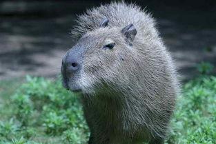 水豚吃瓜群,萌宠日常大揭秘