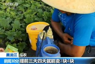 吃瓜不拉肚,轻松应对“吃瓜不拉肚”的秘诀