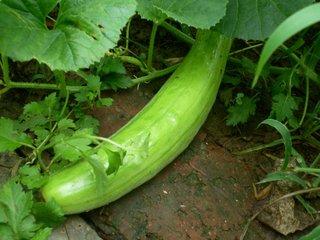 菜瓜是什么瓜怎么吃,揭秘其身份与多样食用方法