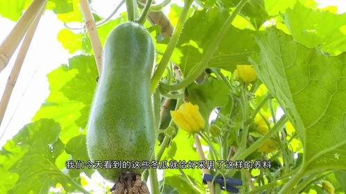 巨型老瓜是否可以吃,揭秘其可食用之谜