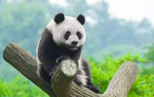 抖腿吃瓜熊猫,萌态十足引网友热议