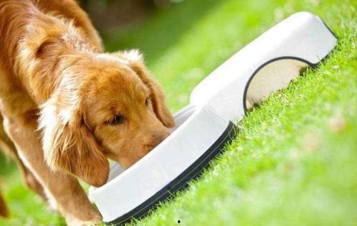 狗吃梨瓜榨汁,一场奇妙的味蕾之旅