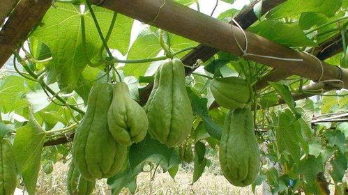 常吃佛手瓜好,健康生活新选择