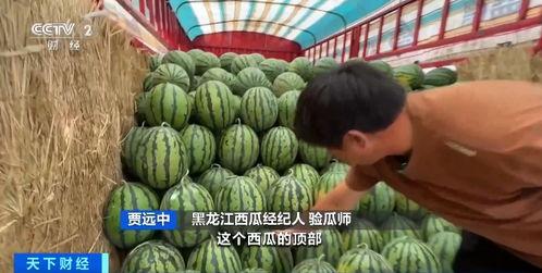 蓬莱教师吃瓜,揭秘校园里的“瓜田”趣闻