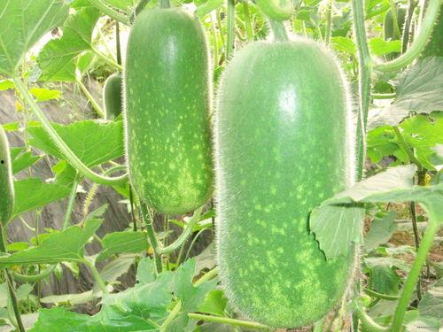 着瓜吃的图片,揭秘“着瓜吃”的趣味瞬间