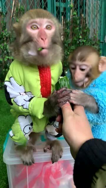 小猴吃瓜插画,趣味盎然的夏日插画故事