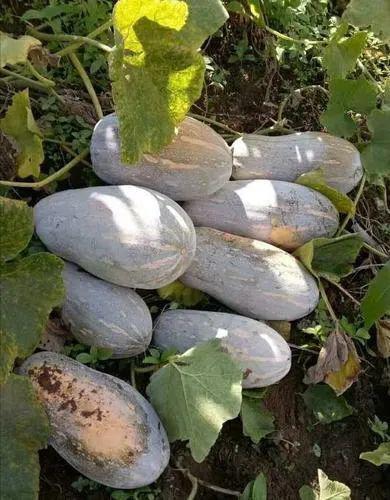 丝滑吃瓜,畅享夏日清凉时光