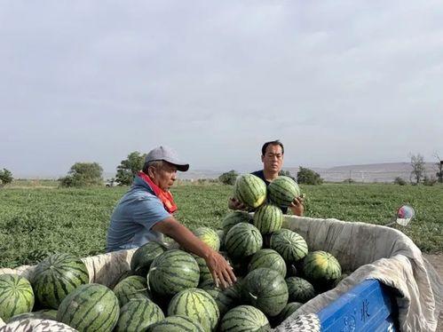 南县吃瓜,品味地方特色，畅享清凉时光