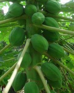 椰枝吃瓜系统,探索热带风情与休闲生活的完美融合