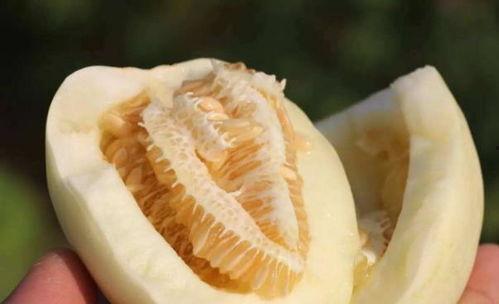 薄瓜怎么吃,探索夏日清新美味