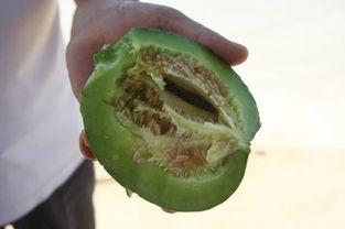 薄瓜怎么吃,探索夏日清新美味